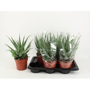 ALOE ARBORESCENS