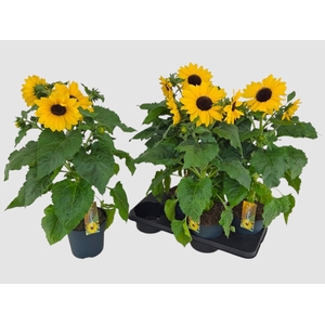 HELI SUNFIN YEL D CE