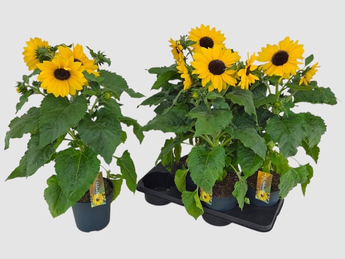 HELI SUNFIN YEL D CE