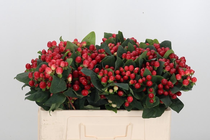 <h4>Hyp A True Romance</h4>