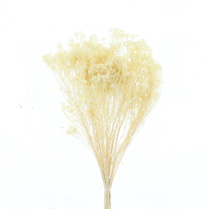 <h4>Dried Broom Bloom Bleached White</h4>