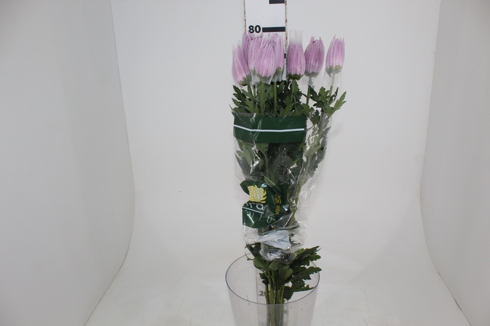 <h4>ANASTASIA CIPRIA 080 CM LILAS</h4>