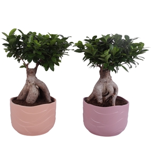 Ficus m. Ginseng Ball Shape Ø22cm in Ø24cm Ceramic SE660