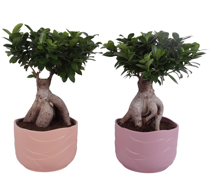 <h4>Ficus m. Ginseng Ball Shape Ø22cm in Ø24cm Ceramic SE660</h4>