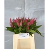 Celosia Pl. Royal Pink