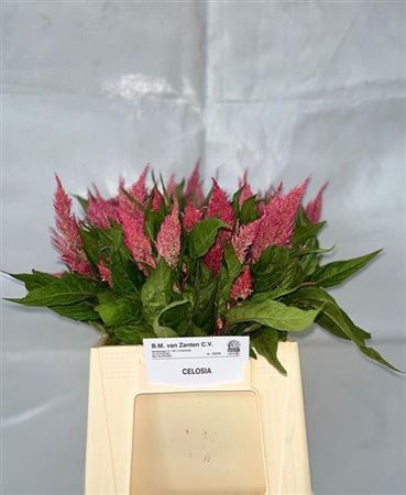 <h4>Celosia Pl. Royal Pink</h4>