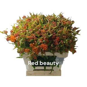 ASCL T RED BEAUTY