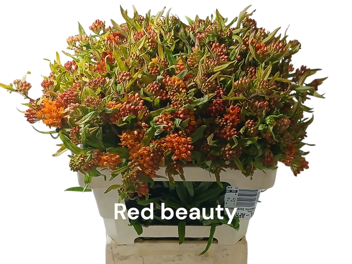 <h4>ASCL T RED BEAUTY</h4>