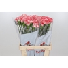 Dianthus St Akemi