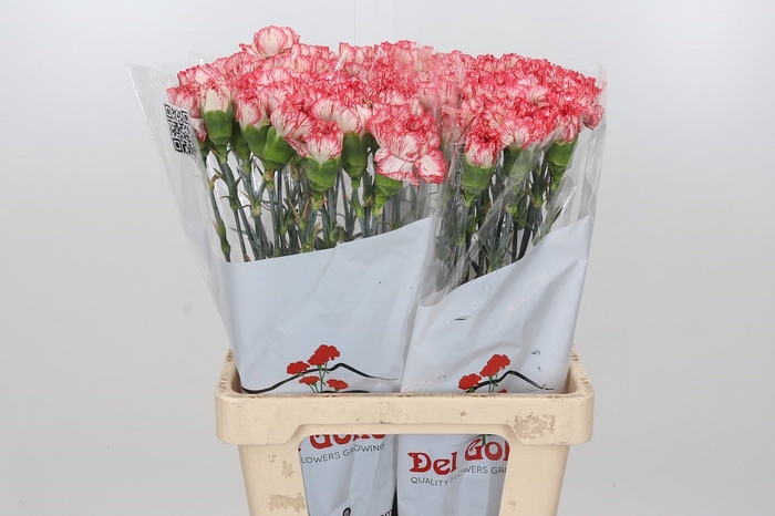 Dianthus St Akemi