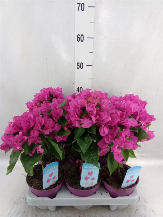 Bougainvillea  'Vera Dp Purple Imp'