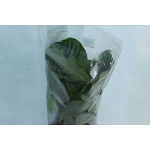 CALATHEA ORBIFOLIA P17