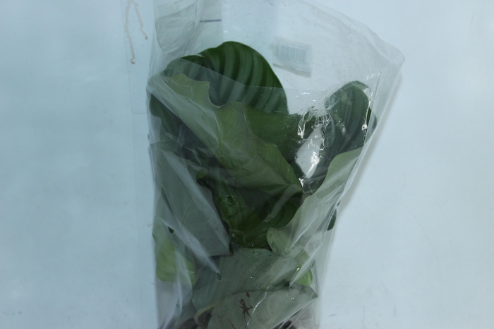 <h4>CALATHEA ORBIFOLIA P17</h4>
