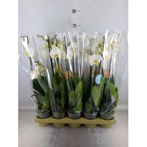 Phalaenopsis   ...white