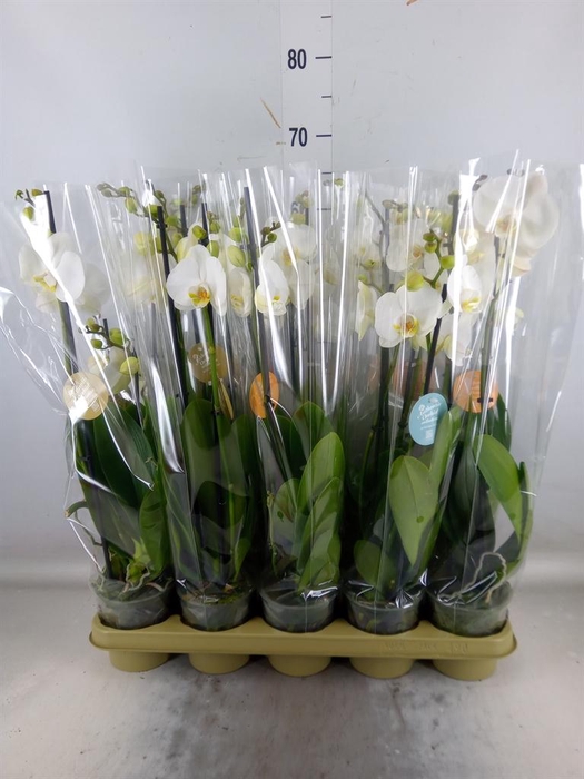 <h4>Phalaenopsis ...white</h4>