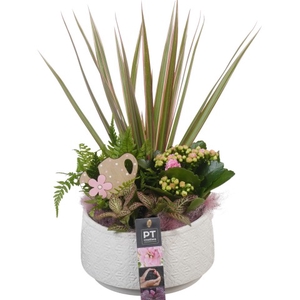 PTIB6394 Arrangementen kamerplanten