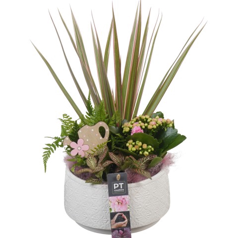 <h4>PTIB6394 Arrangementen kamerplanten</h4>