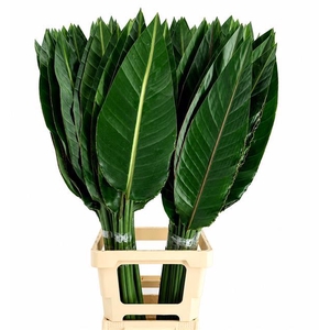 Strelitzia Reginae Blad