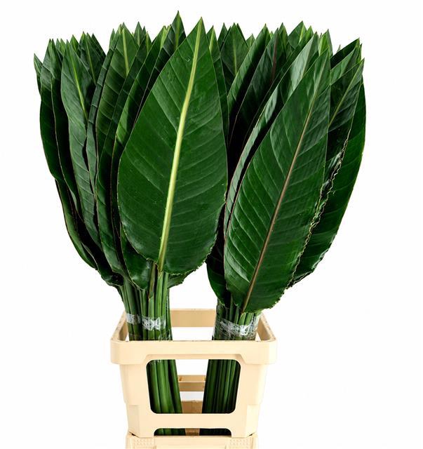 <h4>Strelitzia Reginae Blad</h4>