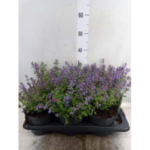 Nepeta faassenii  'Purrsian Blue'