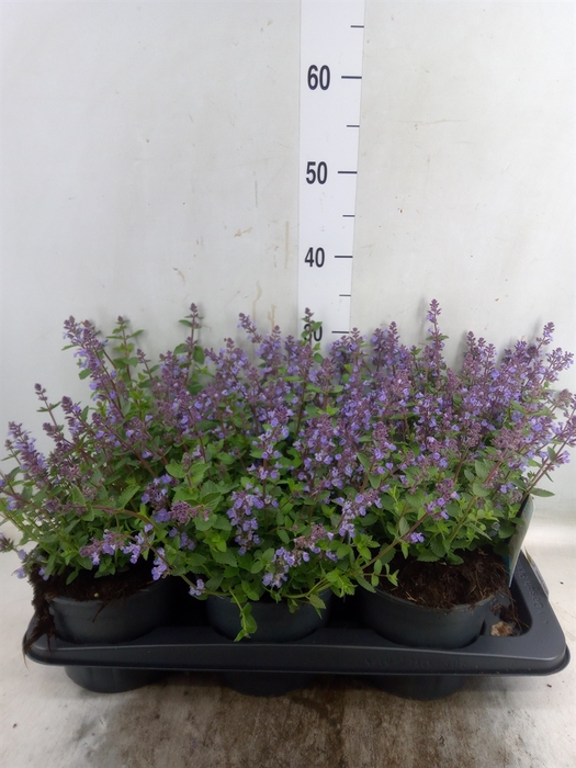 <h4>Nepeta faassenii  'Purrsian Blue'</h4>
