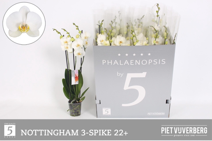 <h4>PHAL OV WIT</h4>