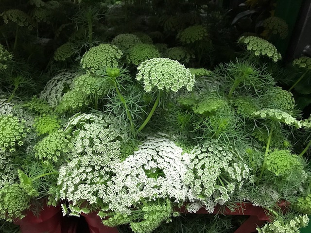 <h4>Lace Flower (p/bnch)</h4>