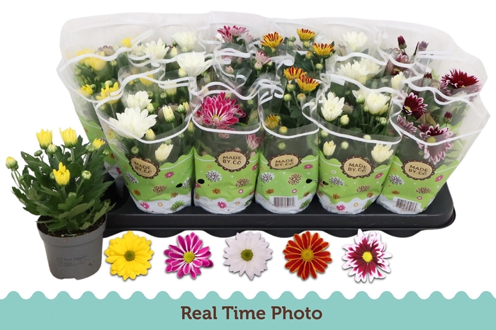 <h4>CHRYS GEM 5 KL</h4>