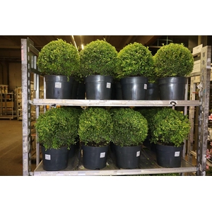 Buxu Sempervirens