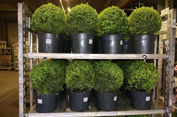 <h4>Buxu Sempervirens</h4>