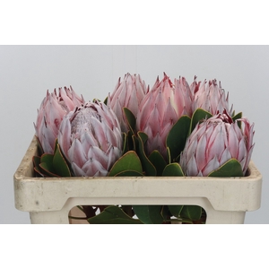 Protea Cynaroides
