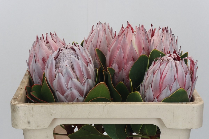 <h4>Protea Cynaroides</h4>