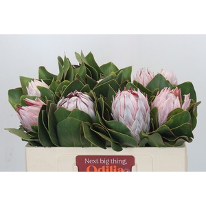 Protea Cynaroides