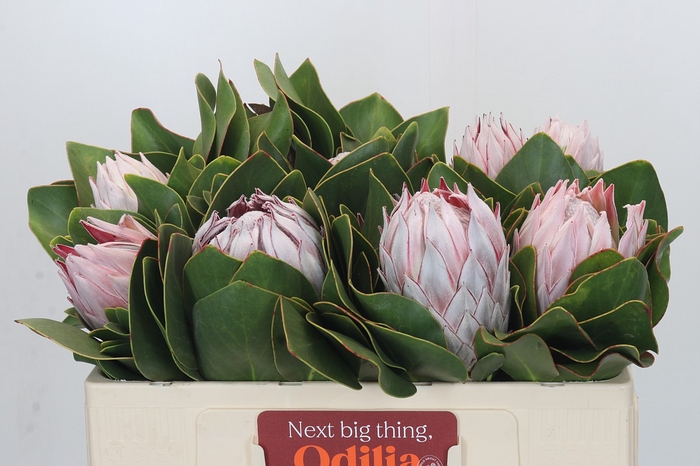 <h4>Protea Cynaroides</h4>