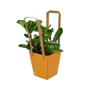 Bag Energy Carton 13x9.5xH15cm orange 10/bag