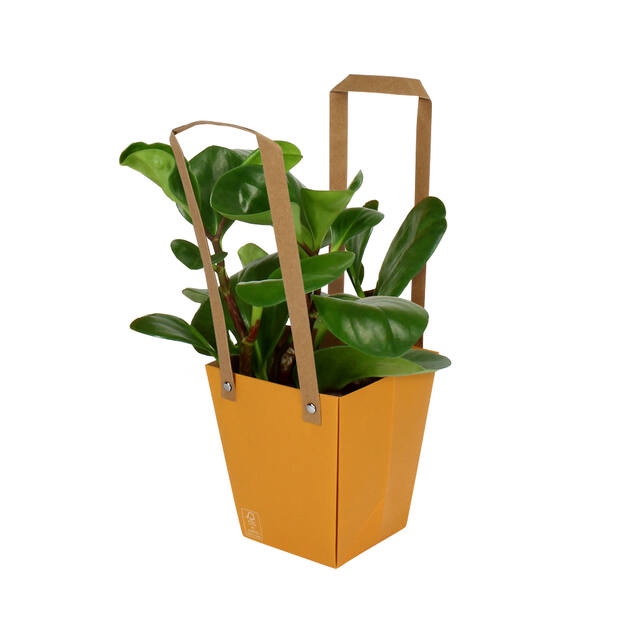 <h4>Bag Energy Carton 13x9.5xH15cm orange 10/bag</h4>