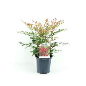 Nandina domestica