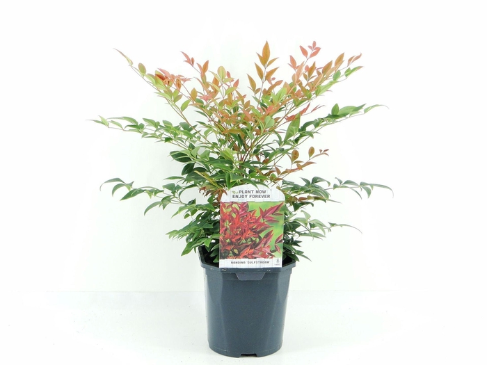 <h4>Nandina domestica</h4>