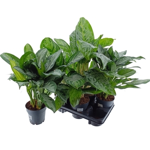 Aglaonema mix 14Ø 45cm 2pp