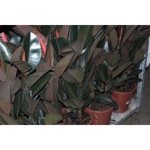 FICUS ELASTICA BURGUNDY P24