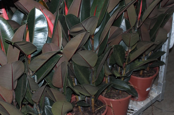 <h4>FICUS ELASTICA BURGUNDY P24</h4>