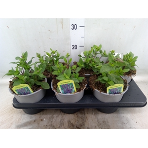 Salvia nemorosa