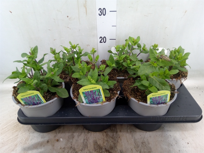 <h4>Salvia nemorosa</h4>