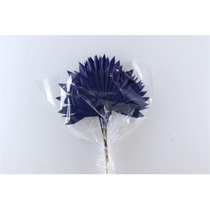 Dried Palm Sun 6pc Dark Blue Bunch
