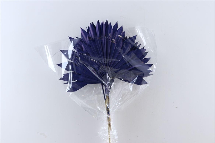 Dried Palm Sun 6pc Dark Blue Bunch
