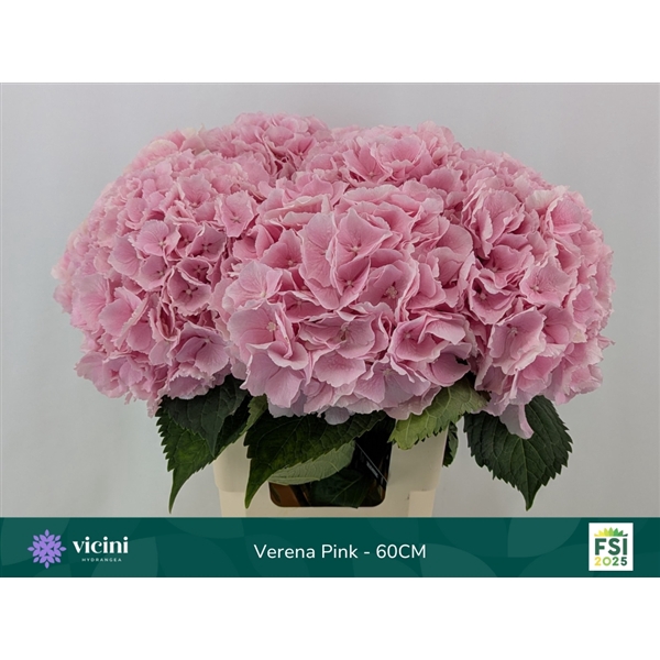 <h4>Hydr Verena Pink 60 cm Vicini</h4>