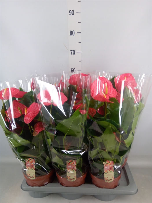 <h4>Anthurium andr. 'California'</h4>