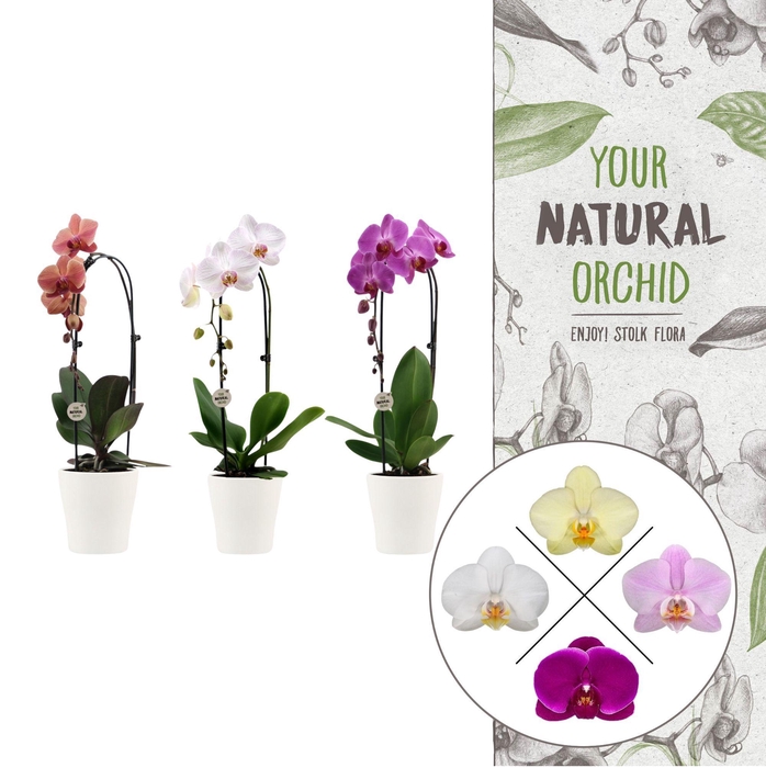 <h4>Your Natural Orchid | Cascade Anna keramiek | Phal. 1 spike</h4>