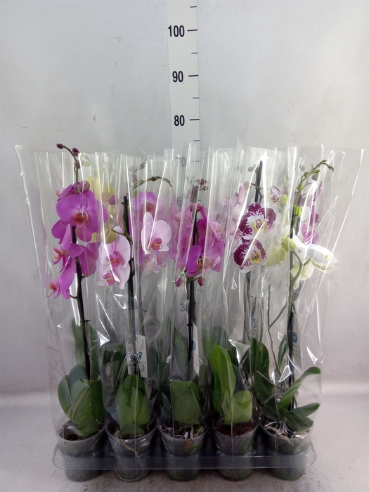 <h4>Phalaenopsis   ...mix  5</h4>