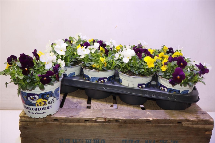 <h4>Vio Tricolor</h4>